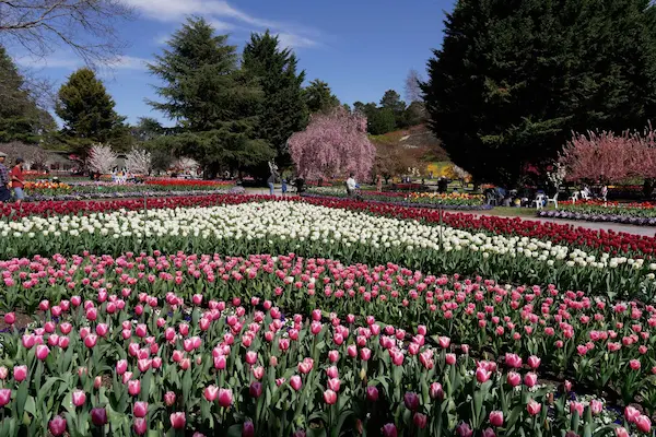 Tulip Top Gardens (101)